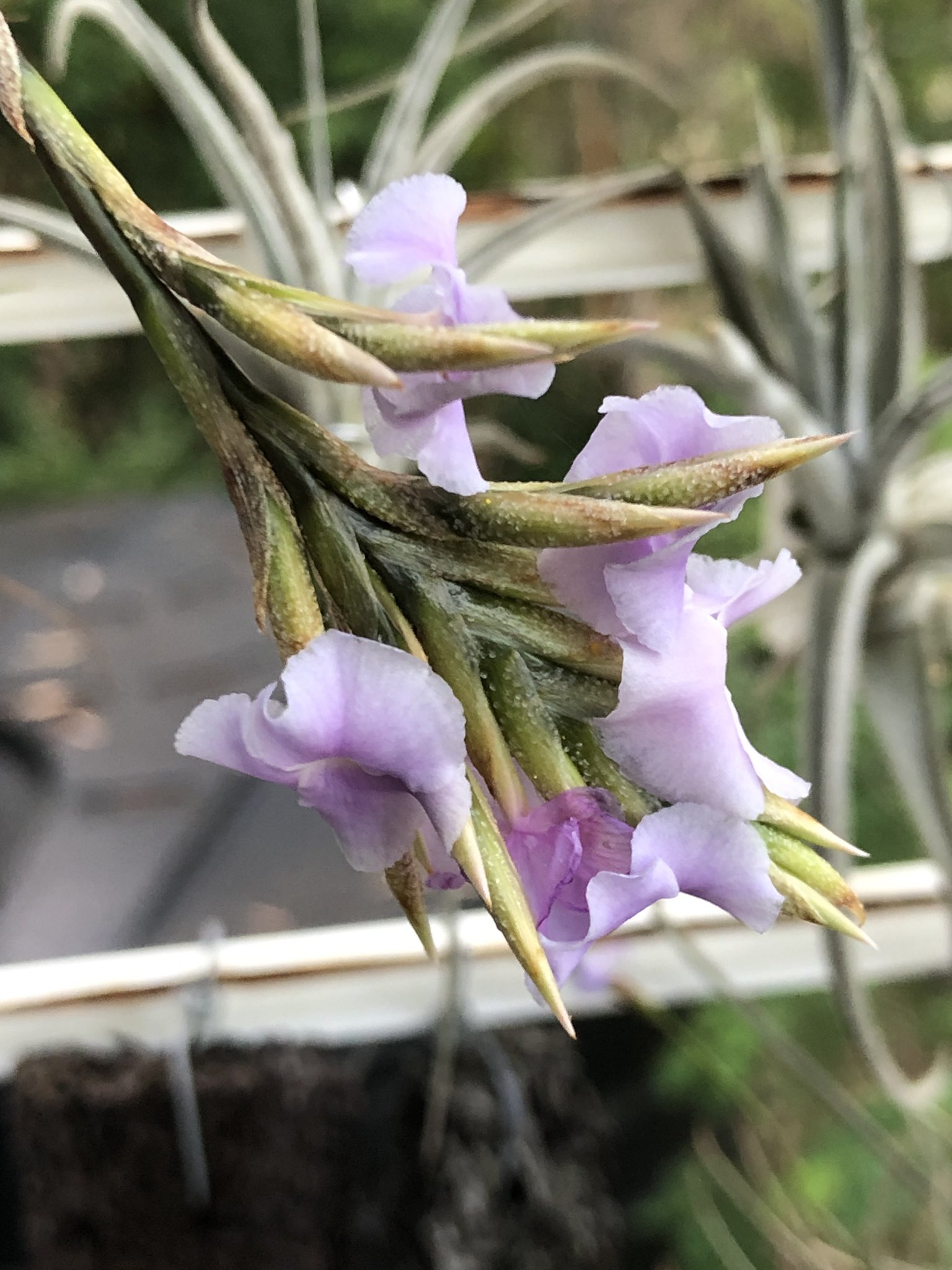 Tillandsia Reichenbachii