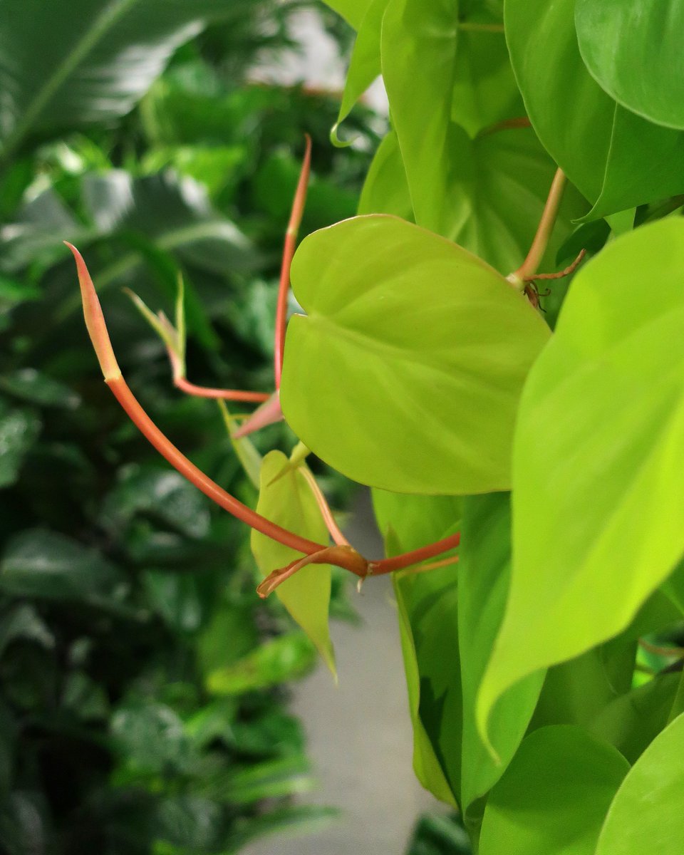 TheChelseaGC's tweet photo. If you asked us what #ChelseaGardenCenter's favorite color would be it, it'd have to be #Green (duh).  But, the #CoralPink petioles of this #PhilodendronLemonLime plant may take the cake! https://t.co/n5UgUjwYE0