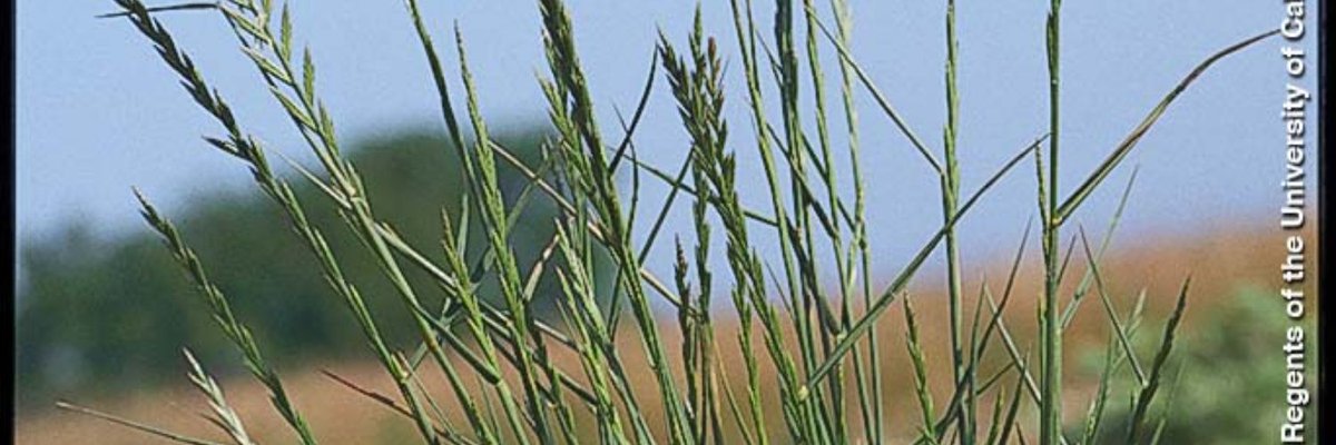 The Current Status of Herbicide Resistance in California and actions to thwart the evolution and spread of herbicide resistant weeds by @LynnSosnoskie Weed Sci Advisor UCCE Merced. @ucanr #WeAreUCANR ow.ly/Raso30nc6HG 
#resistantweeds #researchfindings