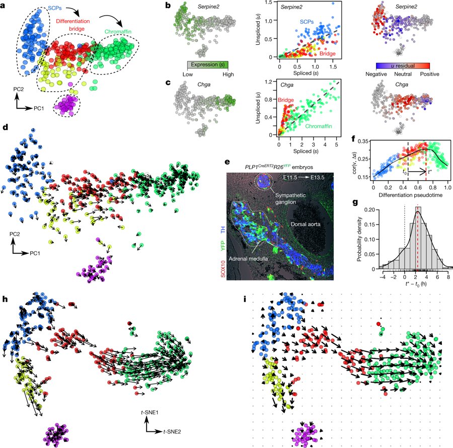 mmw_lmw's tweet photo. #RNA_Velocity of SingleCells | Balance between unspliced and spliced mRNA: Predicts the Dynamics of Cellular Differentiation | Peter Kharchenko @harvardmed @nature https://t.co/U85xpUKXtZ | #2018ReCap_Aug https://t.co/Ey1HGgU6Yu
