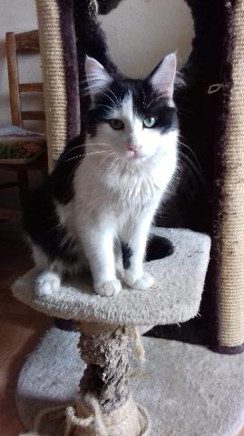 Alerte Animaux Perdu Twitterren Trouve Chat Noir Et Blanc A Lille No Croise Angora T Co D86bsf1kim