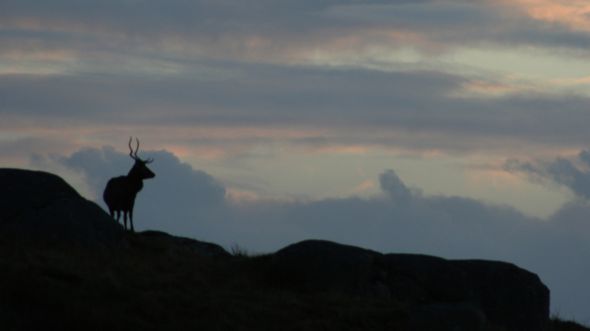 A stag at sunset on the road to Hushinish, Isle of Harris. (2016) Picture: Sarah Taylor-Gerloch.