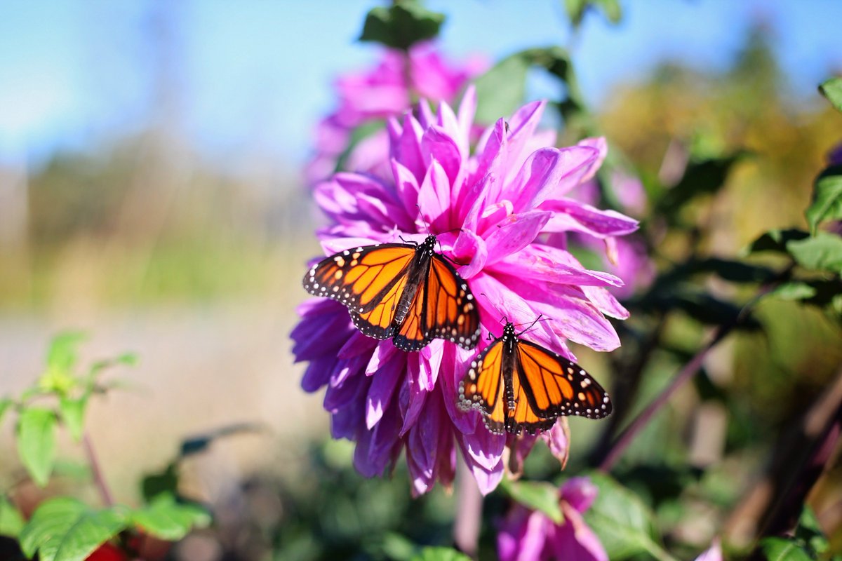 ecocolorstours's tweet photo. There are already hundreds and thousand of #MonarchButterflies in the #Piedra Herrada, a #MonarchSanctuary🦋
Have you heard of our new tour? With #EcoColorsTours you will have the opportunity to experience the #monarchmigration #bybike 🚵♀️🦋
#monarchbutterflytour #ecotravelmexico https://t.co/q1pQzAhjuX
