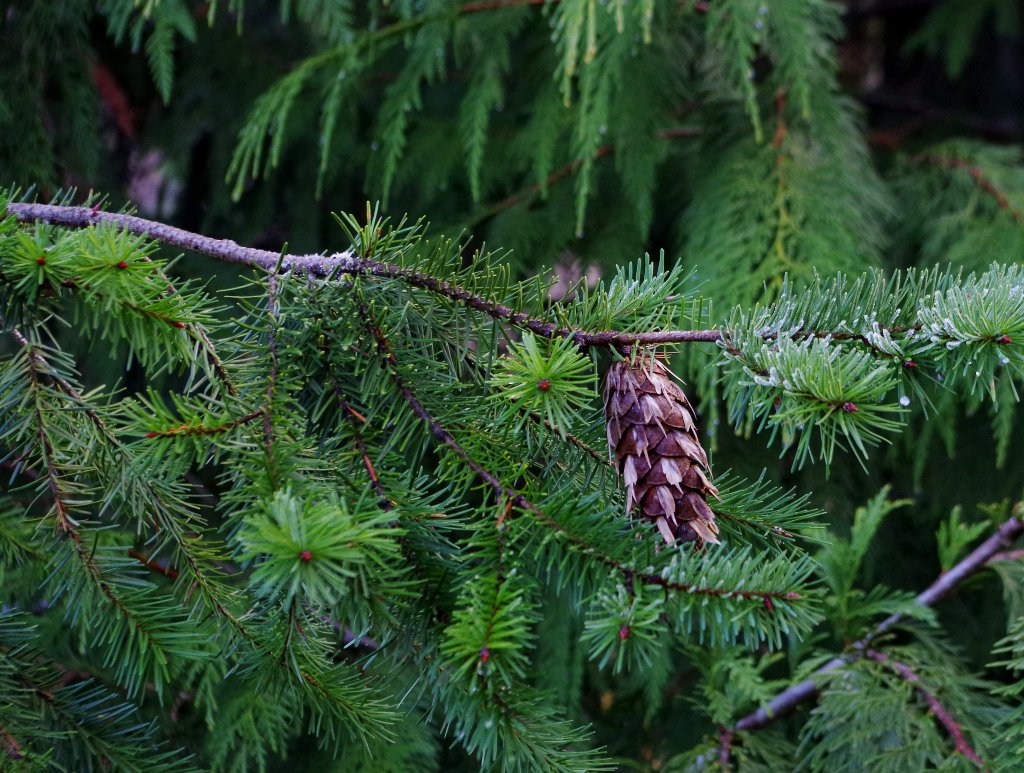 NWSeasons's tweet photo. Can you identify this cone/tree? As a child I learned a whimsical way to ID these. #NorthwestNative #PNW #WNPS #getoutside https://t.co/1TxxFzijKh