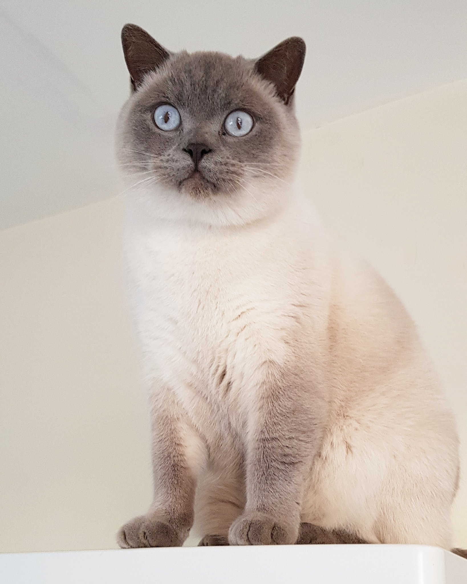 Loki Koda What Do You Mean You Re Going Back To That Place Called Work On Monday Meowmy Give Me Your Bosses Number I Think We Need To Have A