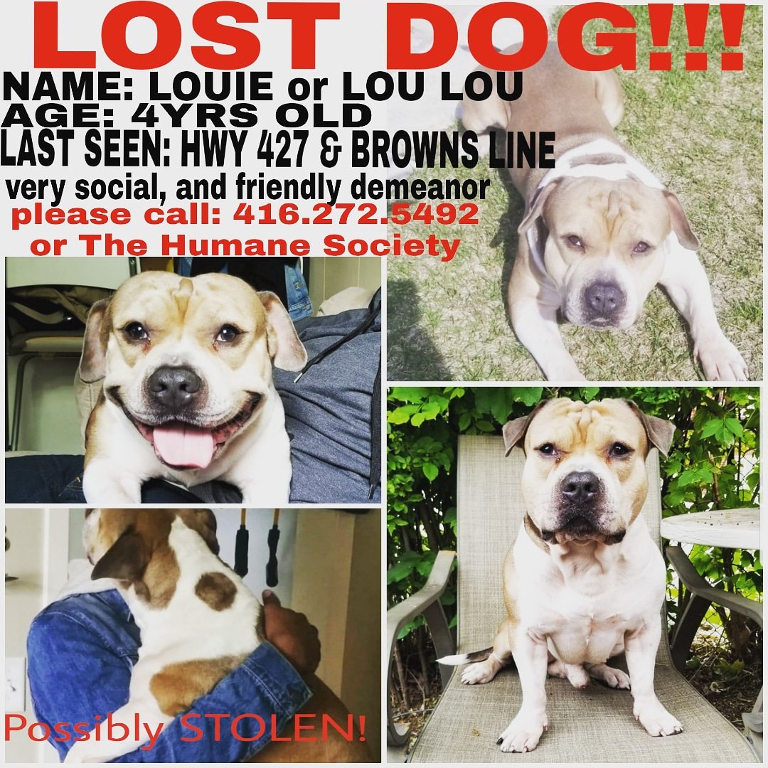 MsDiva_MUA's tweet photo. #Dogs #mansbestfriend #maledog #puppy #puppies #populardog #dog #Toronto #lostdog #torontodogs #etobicokedogs #missingdog #lostandfound #lostandfoundpets #lostpets #bringlouiehome #CP24 #torontopolice https://t.co/0c7lP73BSd