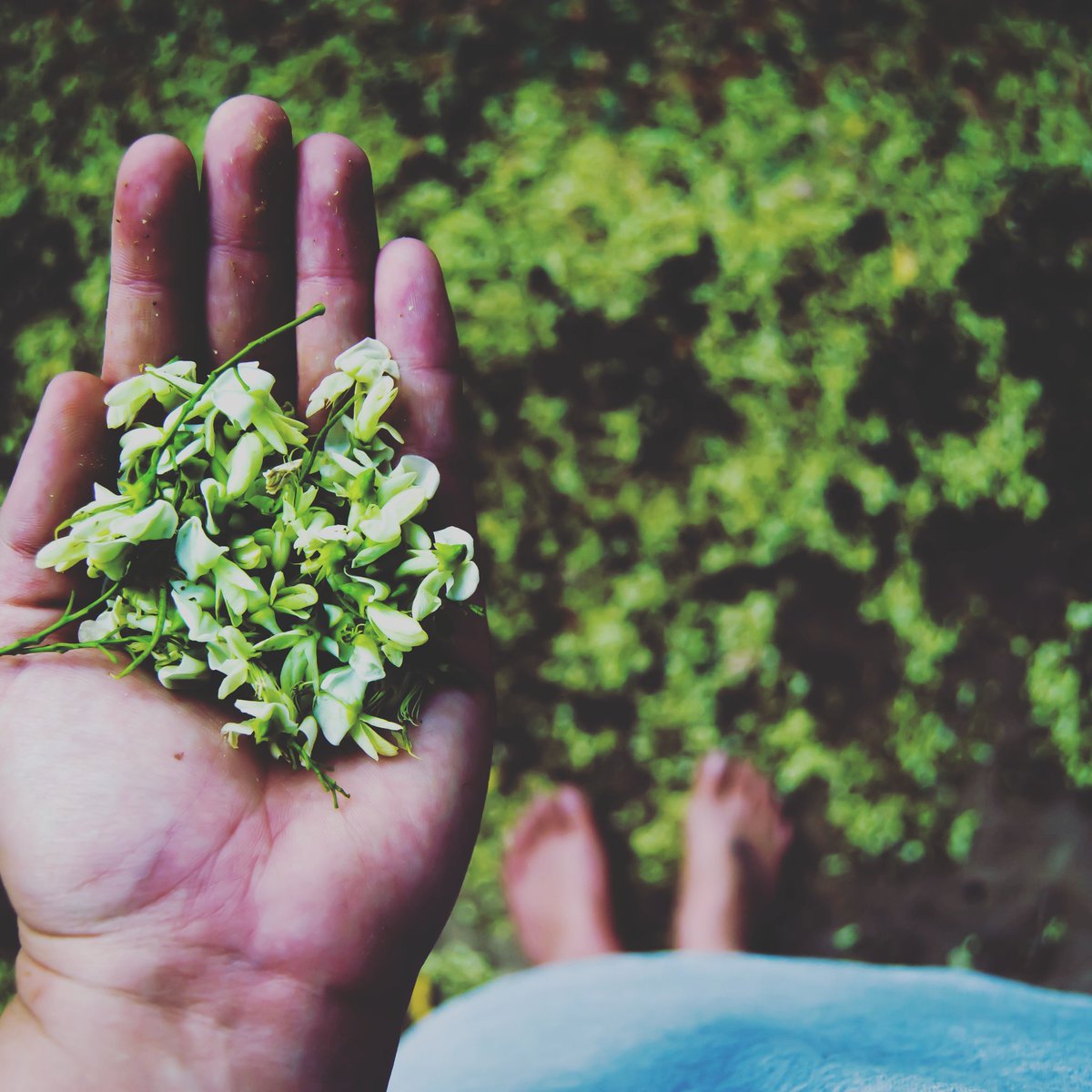 MariGower's tweet photo. It is a blessed thing that in every age someone has had the individuality enough and courage enough to stand by his own convictions. 
- Robert G. Ingersoll

 #elysianphotography #photography #nature #wishes #individuality #leaves #green https://t.co/Or7WLM5mEt