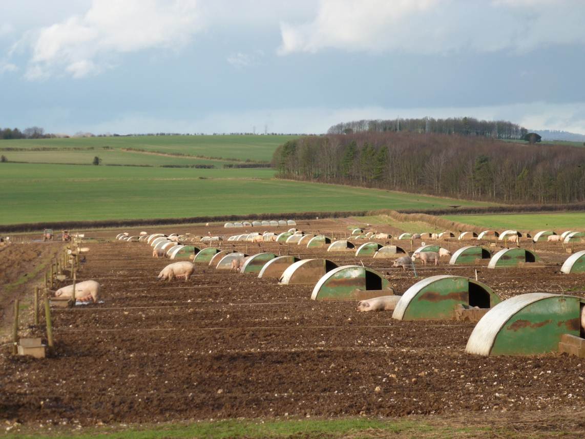 PeterSmithAg's tweet photo. Tiffany 'Low vicine' bean contracts available now from @AgriiUK  @GBSeeds , part of  the @waitrose initiative to use more sustainable UK home grown protein @stonegateeggs @MoyPark   #BQP-DaleheadFoods
#pulses https://t.co/9RjTkx3ZzC