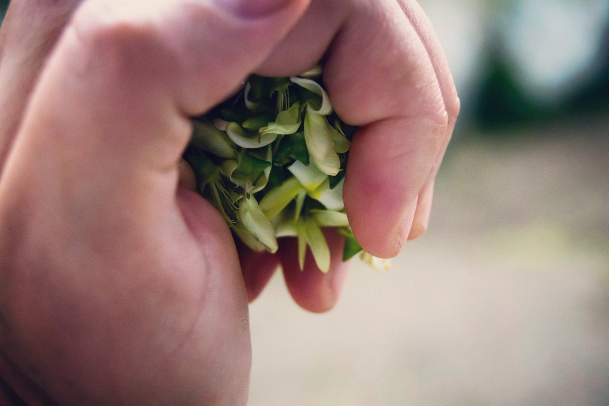 MariGower's tweet photo. Beauty is not caused. It is. 
- Emily Dickinson

 #elysianphotography #nature #leaves #inyourhand https://t.co/eg4rlRnt4U