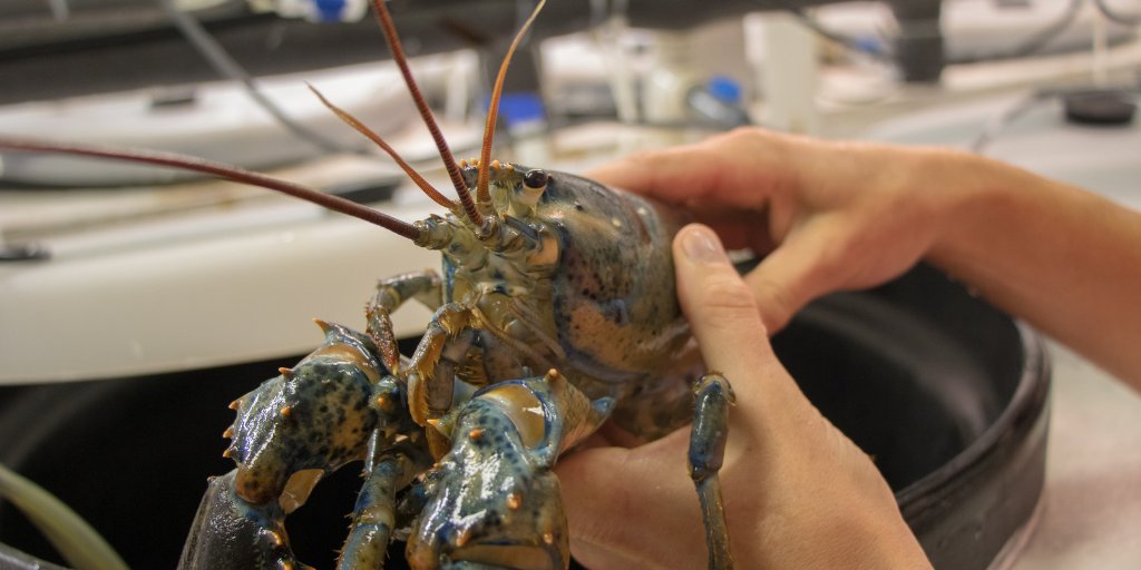MaineEPSCoR's tweet photo. Q1: Maine's annually lobster harvest is 40 million pounds. What percentage of the nation's lobster supply does this make up? Tweet us your answer! #NationalTriviaDay #lobster #Maine #Umaine #SEANET https://t.co/W9HaJ5S7Hd