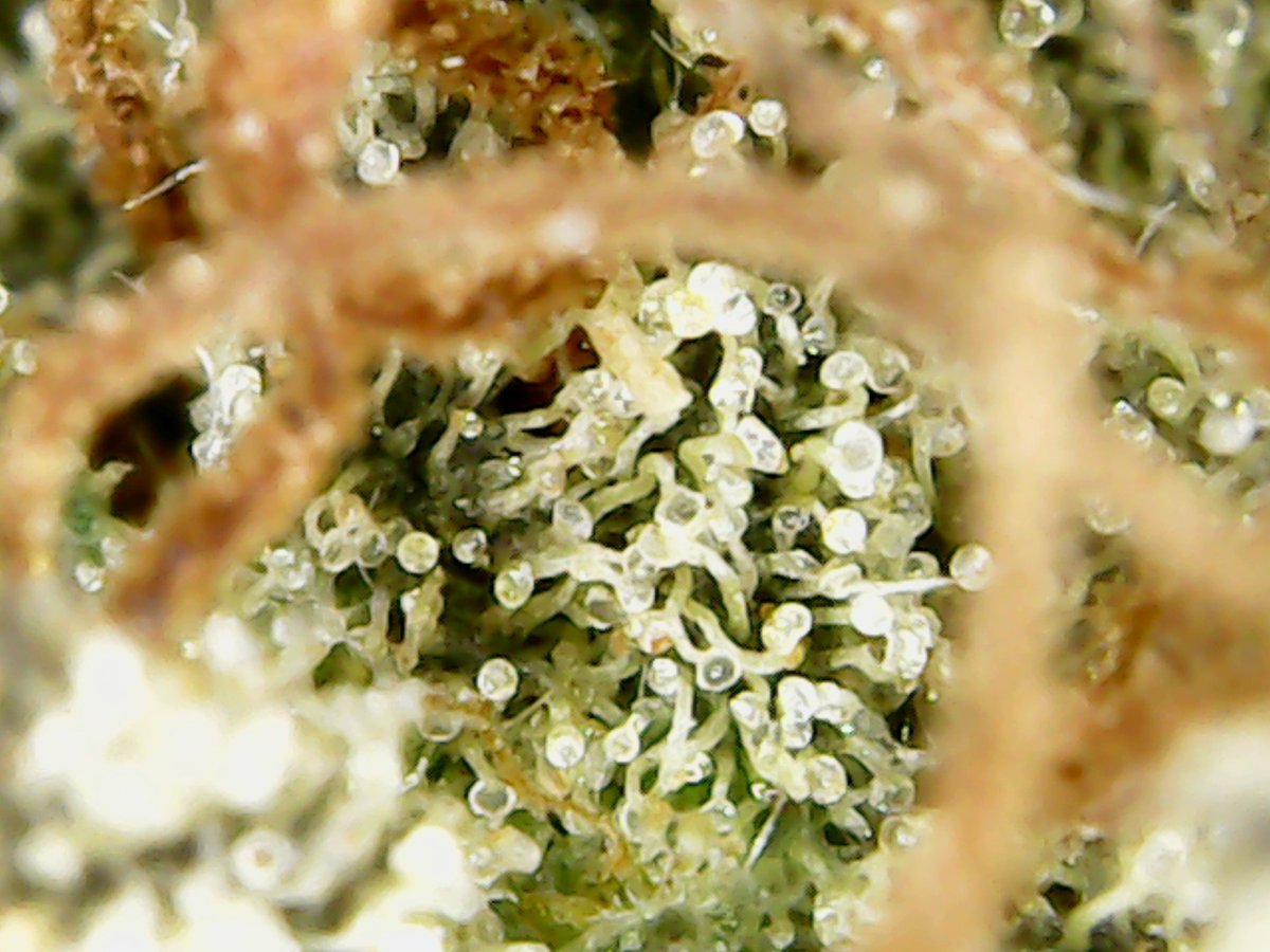 DieselAcme's tweet photo. TGIF! A sneak peek from our R&amp;D department! Look for this one to be added to the #AcmeDieselCannabisCo lineup soon! (Pre98 Bubba Kush x Fruity PebblesOG) X (Tanjimal X GGS) #i502 #cannabisphotography #picture #producerprocesser #TGIF #WashingtonState #CannabisCommunity #trichome https://t.co/K9BDT4lUvS