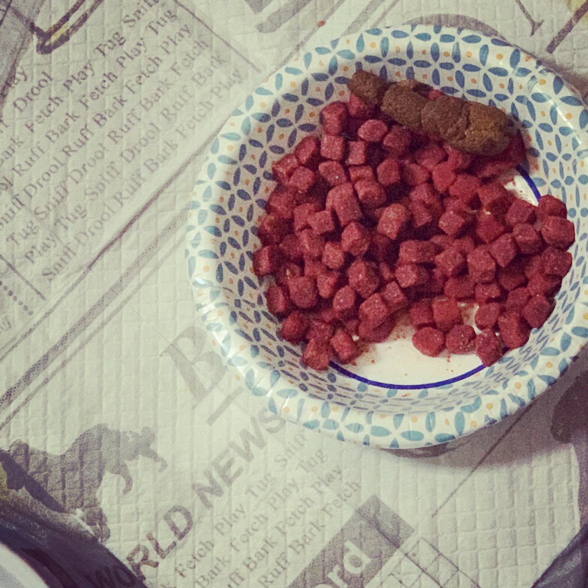 foxonfox's tweet photo. I guess Legolas didnβt like his food again. π©π€¬ #turdbutt #spoiled #nasty https://t.co/pwcmy7i9DG
