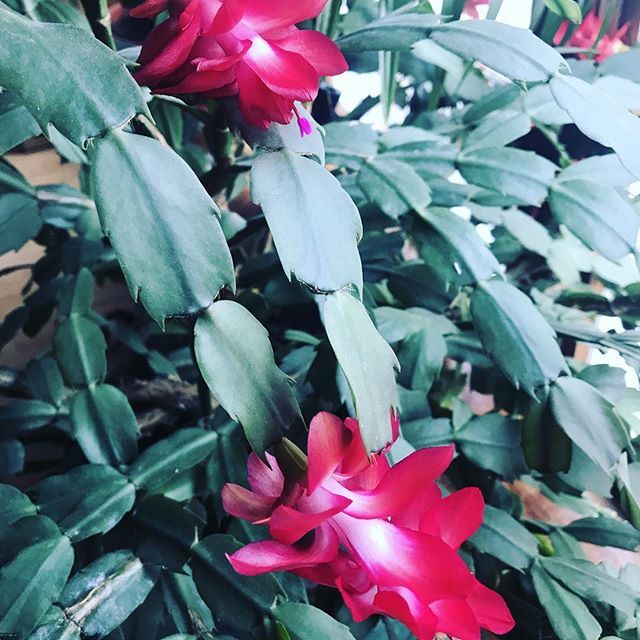 A 20 year old Christmas cactus in bloom!  #cactus #indoorplants bit.ly/2C0DRKW