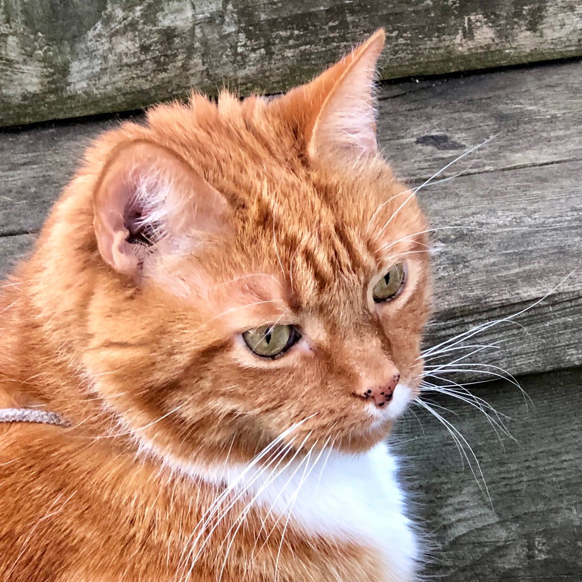 pouncingcats tweet picture