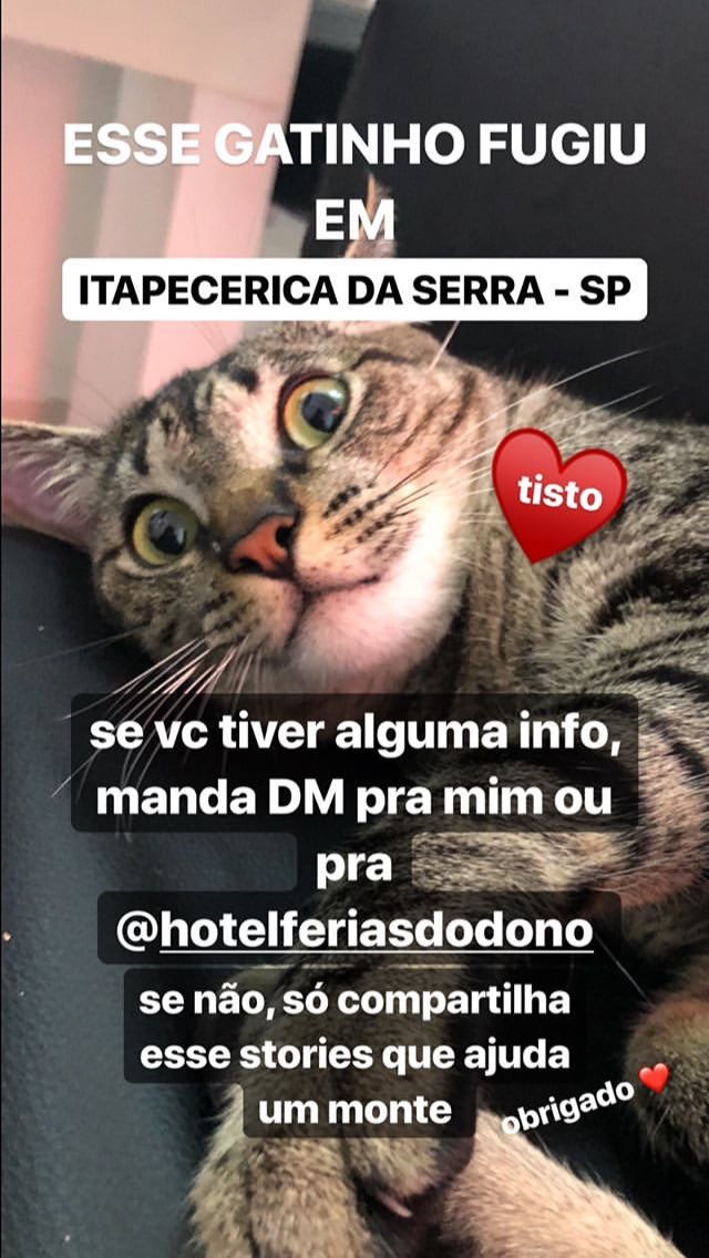 __BrothersRocha's tweet photo. Se vc eh da região de ITAPECERICA DA SERRA - SP, e viu algum gato parecido com esse, mande notícias!! @cellbit compartilhemm!! Nos storys tbm! https://t.co/4CDL65Vj6A