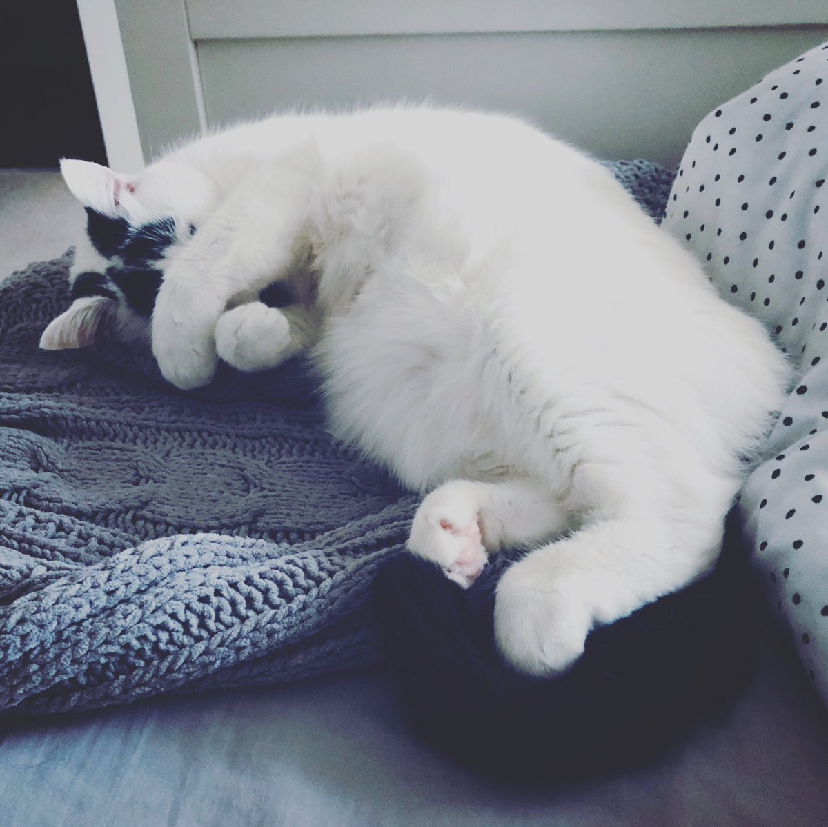 joelneill's tweet photo. Friday vibes ☠️
#BrodyHellcat https://t.co/ux22WvK80k