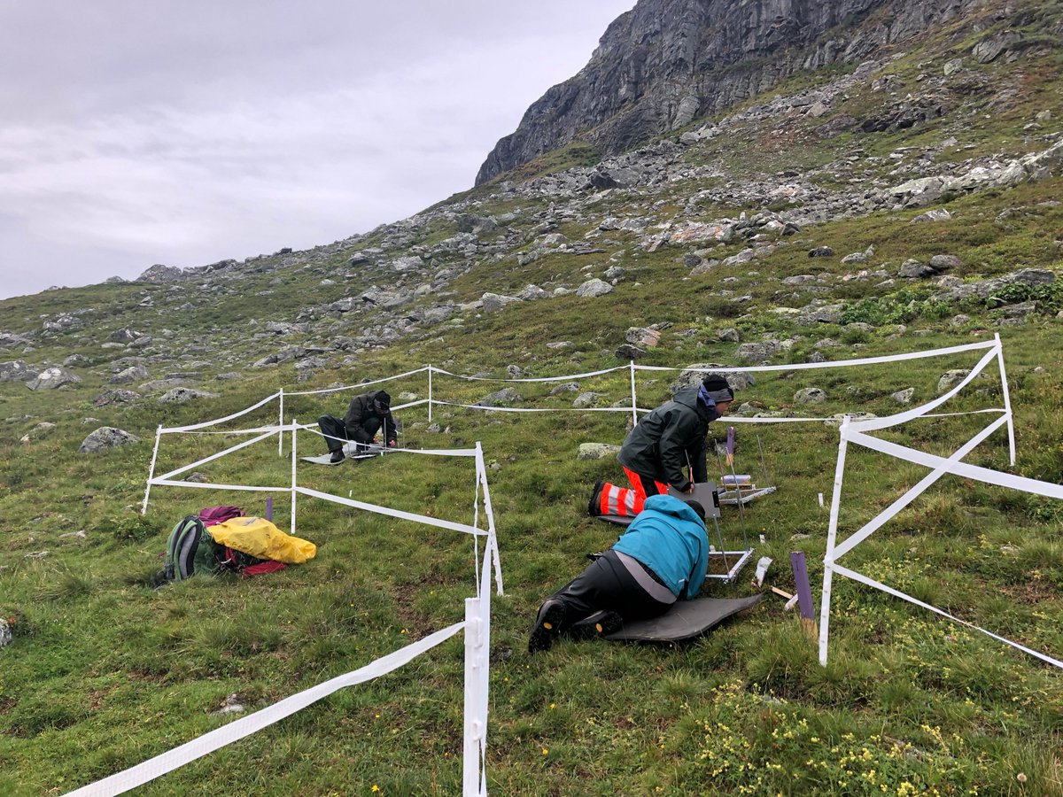 VVandvik's tweet photo. *Please RT!* Fully funded 3-4 year #postdoc open to work on data and syntheses from >10 yrs of #Macroecological #GlobalChange #Experiments @uib Western #Norway: #Plants #Ecology #Ecosystems #Interactions #Biodiversity @funcab_uib #BetweenTheFjords https://t.co/FeIff4i0SQ https://t.co/N0na97l0TV