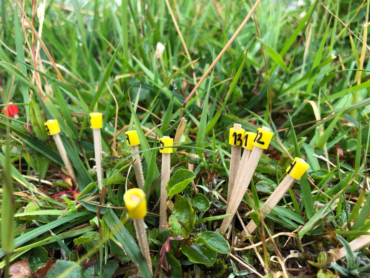 VVandvik's tweet photo. *Please RT!* Fully funded 3-4 year #postdoc open to work on data and syntheses from >10 yrs of #Macroecological #GlobalChange #Experiments @uib Western #Norway: #Plants #Ecology #Ecosystems #Interactions #Biodiversity @funcab_uib #BetweenTheFjords https://t.co/FeIff4i0SQ https://t.co/N0na97l0TV