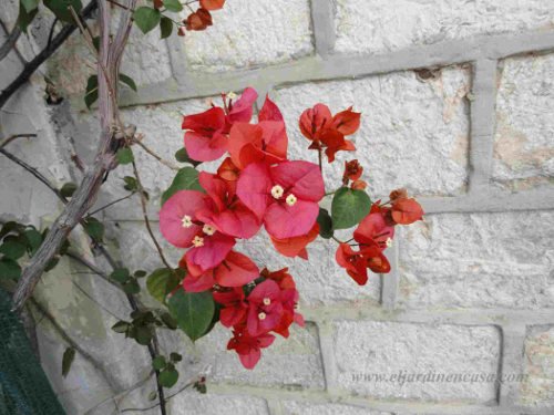 Eljardinencasa's tweet photo. #Bugambilia
#Bougainvillea
Sus flores, muy pequeñas, están rodeadas por una bráctea con aspecto de papel de ahí el nombre común en algunos lugares como #papelillo https://t.co/Lfe59qXol9