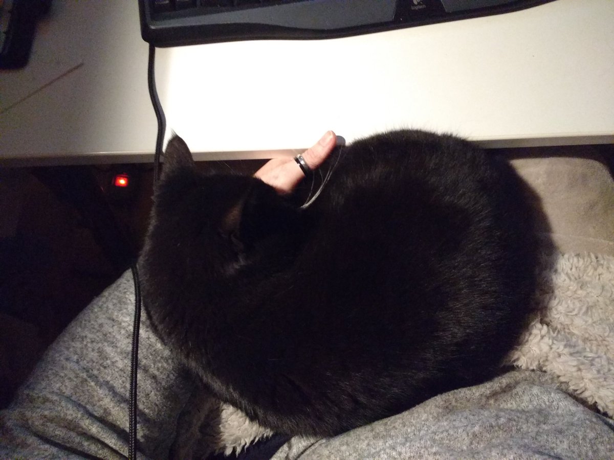 celestrine_nl's tweet photo. Sneaky snap of Princess Mia snuggling in my lap for a nap, and using my wrist as her pillow. I keep forgetting how tiny she is for a full grown cat #catowned #sleepykitty https://t.co/GV6ho2gsk9