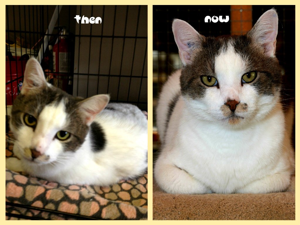 ChwkSafeHaven's tweet photo. #SafeHavenCats #CatOfTheWeek Sam, #LongTimeResident and #ForgottenCat with a #ReducedAdoptionFee of $100, #ThenAndNow #FlashbackFriday
Sam is a #SpecialNeedsCat who is extremely loving AND very playful! Check out his video and come to visit Sam today: https://t.co/w5LrTaRC7z 🐾💖 https://t.co/RZoomZhiOW