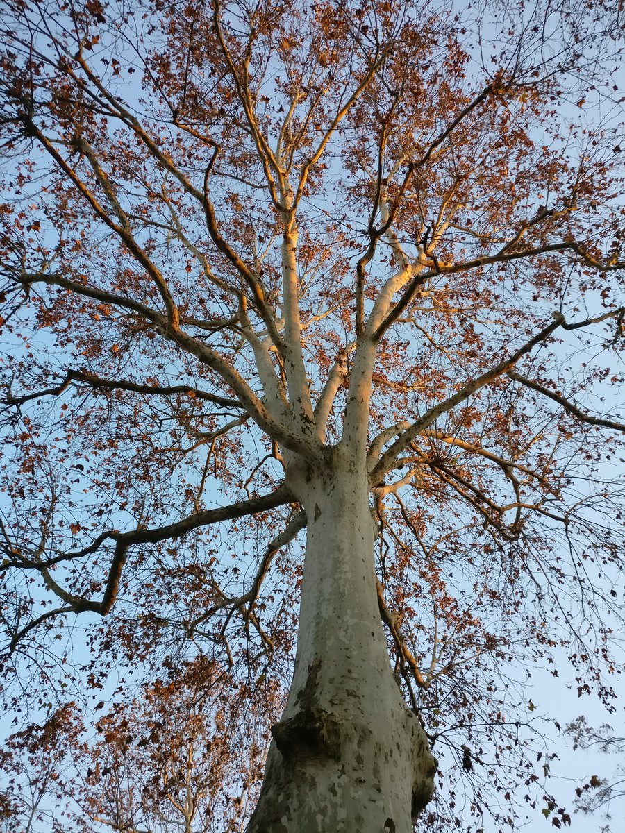 risio1958's tweet photo. #platano #facsal #pubblicopasseggio #piacenza #tree #sunset https://t.co/XYJNa9bdZl