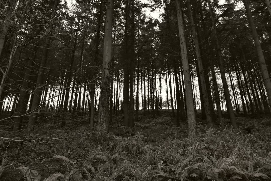 The peace &amp; solitude of the #ForestOfDean - perfect for a relaxing walk to clear the mind &amp; refresh the soul. We hope you've all had a great start to the year &amp; have a lovely weekend exploring the #DeanWye. Photos by Andrew Higgins. #VisitEngland #ForestFriday #FriFotos #Forests