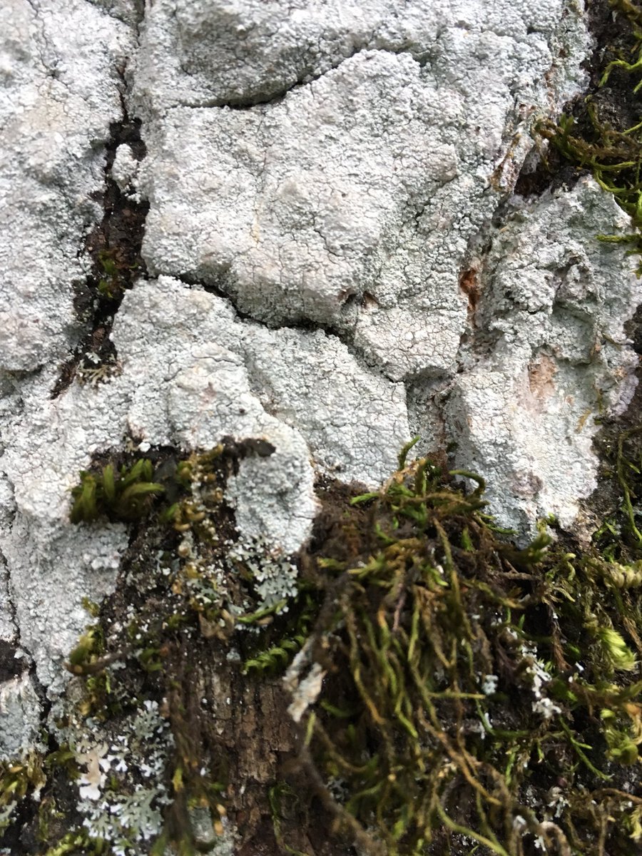 briecology's tweet image. I only know how to identify two types of lichens: cool ones and very cool ones. Here’s some pics from #yosemite and you can decide if these lichens (and bryophytes) are cool or very cool #lichenJanuary