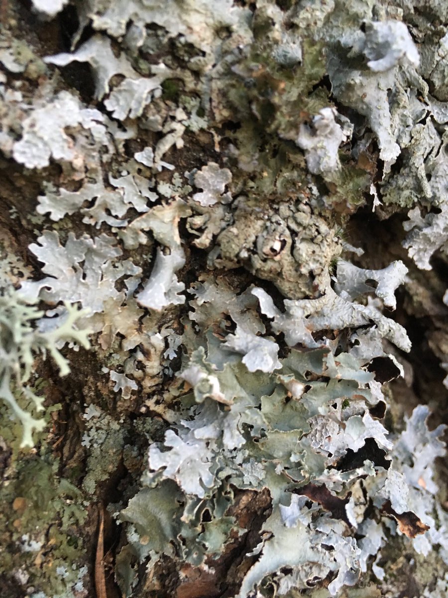 briecology's tweet image. I only know how to identify two types of lichens: cool ones and very cool ones. Here’s some pics from #yosemite and you can decide if these lichens (and bryophytes) are cool or very cool #lichenJanuary