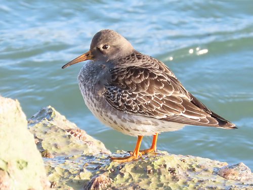 A #PurpleSandpiper on #Mudeford sandspit today.