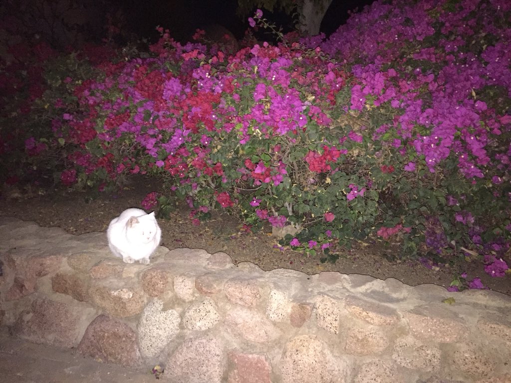 hanakouta1's tweet photo. found a little cotton ball on the side of the road. #CatsOfTwitter #catlovers #dailydoseofkouta https://t.co/icJCTcQWS3