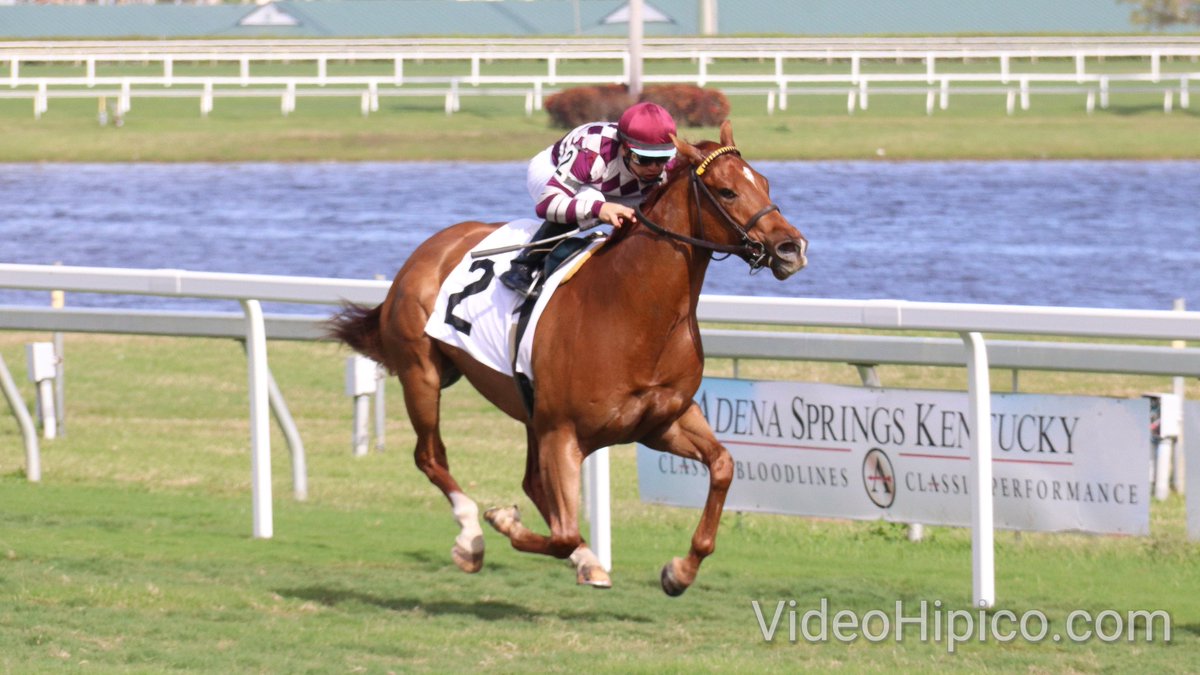 VideoHipico (@videohipico) on Twitter photo Wesley Ward's Never Have I Ever (IRE) wins wire to wire in the opener under Albin Jimenez.
#GulfstreamPark #ChampionshipMeet
Never Have I Ever (IRE), de Wesley Ward, gana de punta a punta en la primera carrera bajo Albin Jimenez. <a href="/GulfstreamPark/">Gulfstream Park</a> Wesley Ward's Never Have I Ever (IRE) wins wire to wire in the opener under Albin Jimenez.
#GulfstreamPark #ChampionshipMeet
Never Have I Ever (IRE), de Wesley Ward, gana de punta a punta en la primera carrera bajo Albin Jimenez. <a href="/GulfstreamPark/">Gulfstream Park</a>