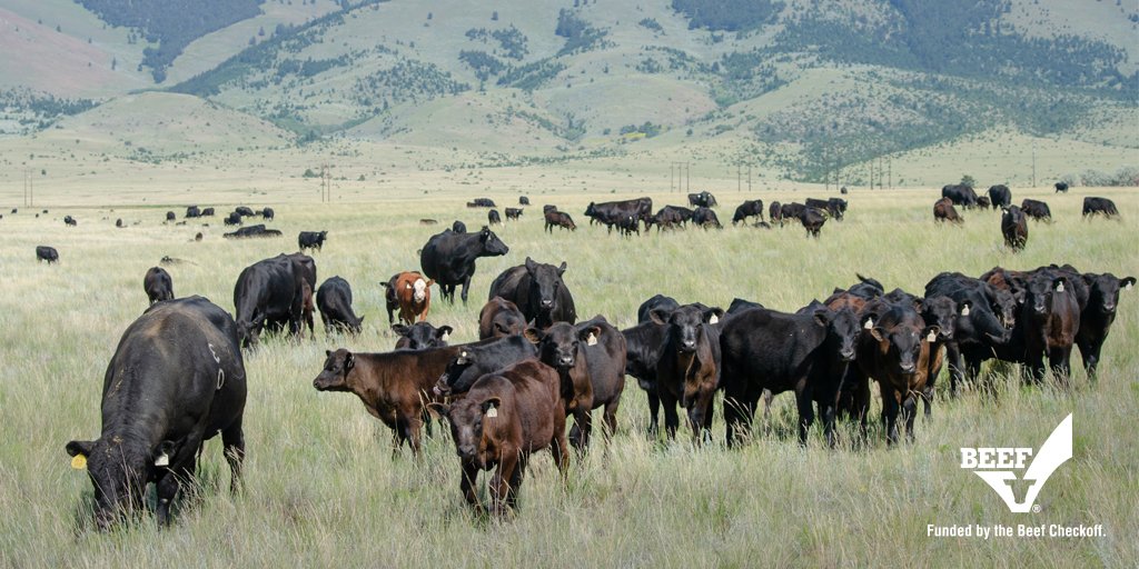 NationalBQA's tweet photo. #DYK that the BQA Advisory Board is made up of farmers, ranchers, veterinarians, nutritionists, academics and industry experts from across the U.S.? #BeefFact https://t.co/N2e0B8eFey https://t.co/YIXXtBtRkh