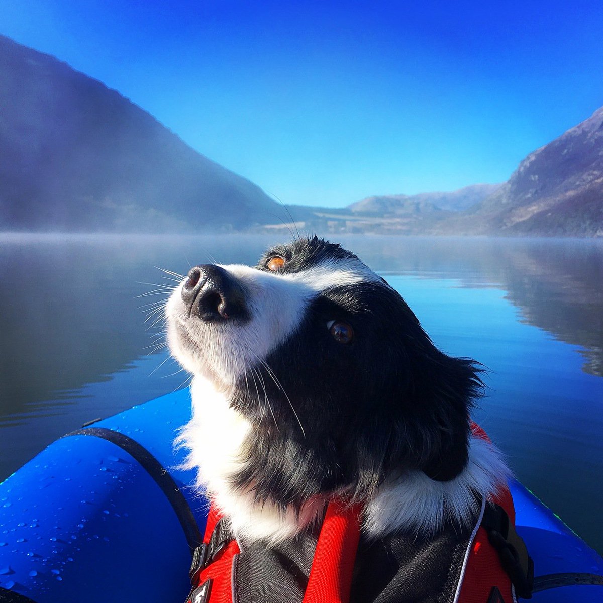 AlpackaRaft's tweet photo. Enter our #DogsOfPackrafting Photo Contest! And check out our latest blog to learn more about the hows, whys, and whens of packrafting with your pup: https://t.co/eSyzev84QB (Thanks Helen B. for the photo contest submission). https://t.co/VNB4c1i2hg