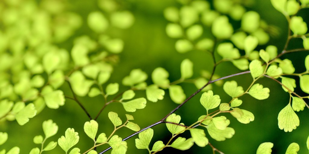 MaineEPSCoR's tweet photo. 50% of the world's oxygen is produced by plants. What microscopic creature produces the other half of the world's oxygen? #NationalTriviaDay Tweet your answer! #EPSCoR #SEANET #reserach #smallbutmighty https://t.co/kLys0LrAAt