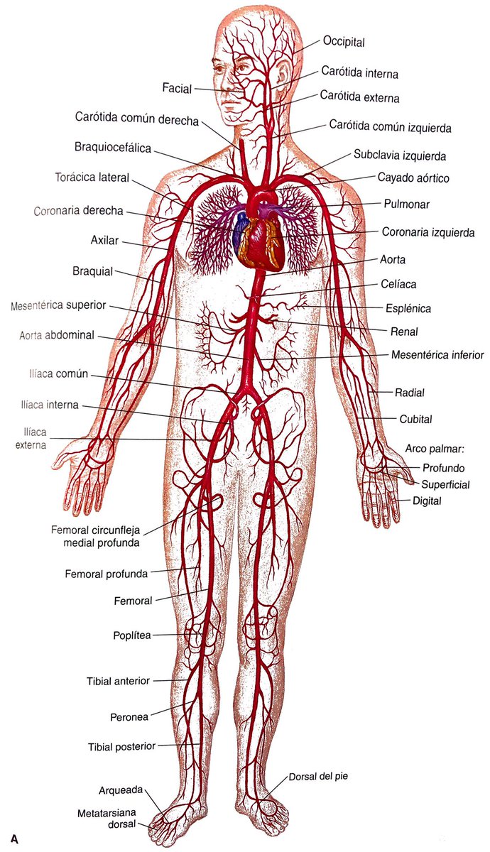 Marco Gómez Twitterren: "#RepasoMD de circulación sistémica arterial, venosa y anatomía de vasos sanguíneos. Las venas son más gruesas que las arterias y poseen válvulas. #TuitMédico #Medicina… https://t.co/73rSqStn0Z"
