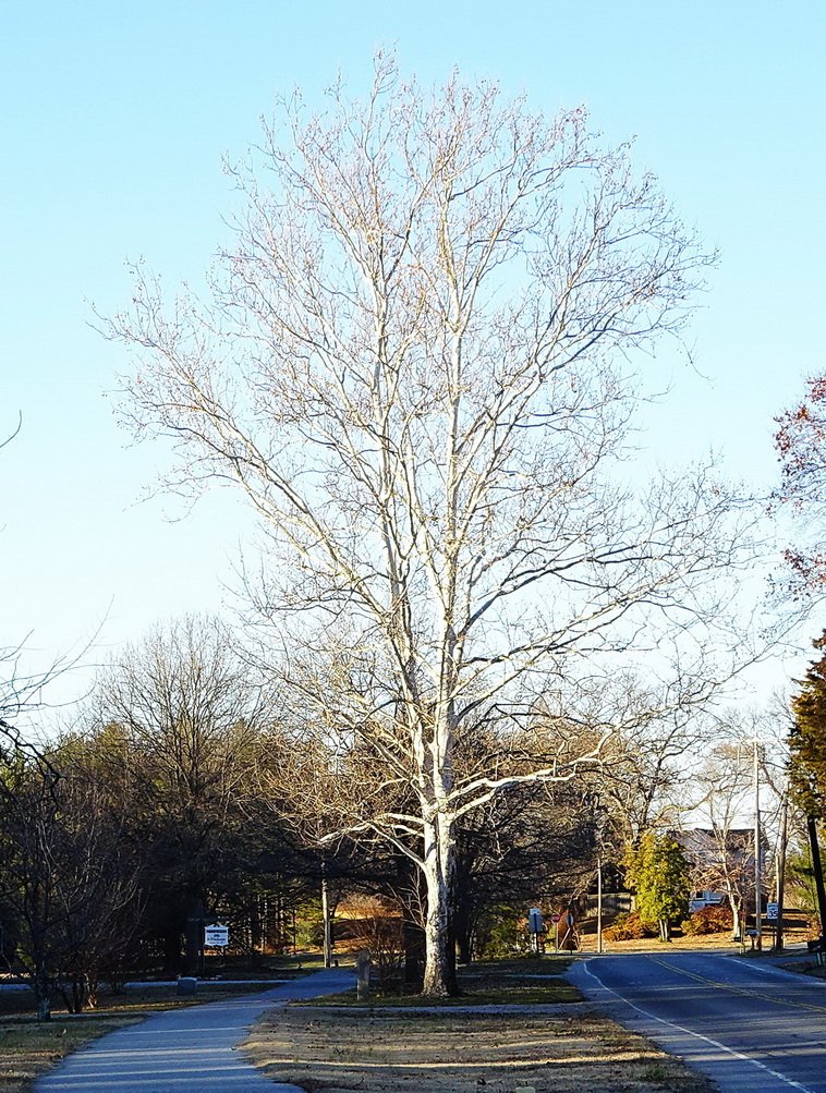 In one of my undergraduate woody plant courses we had a section on recognizing, and enjoying, Winter Tree Profiles.  The beauty of many trees doesn't end when the leaves are gone.  This large American Planetree (Platanus occidentalis is a great example.  #LandscapeTrees  #Trees