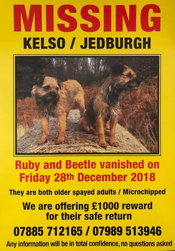 @sar_dogs @BTWelfare @LostDogAlertUK MISSING DOGS - PLEASE SHARE #MissingDogsUK #BorderTerrier #ScottishBorders #Northumberland #Reward #Dog