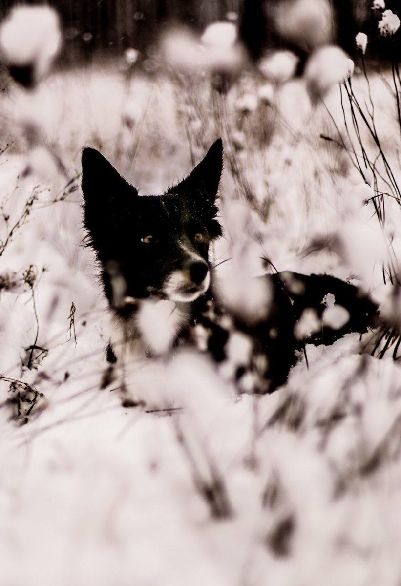 triyourlife's tweet image. Unsere Shifu, ein Snowdog❄️🐕🐾 #dogsoftwitter #dogsofwinter