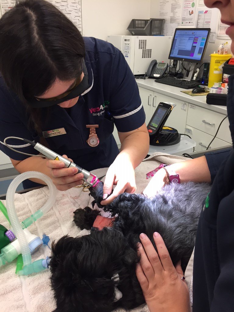 AnimalOracleCom's tweet image. Medical Therapy Lasers in Veterinary Practice - Science and Applications - A Practical and Educational Course - Users and Novices - mailchi.mp/vbsdirect-info…
