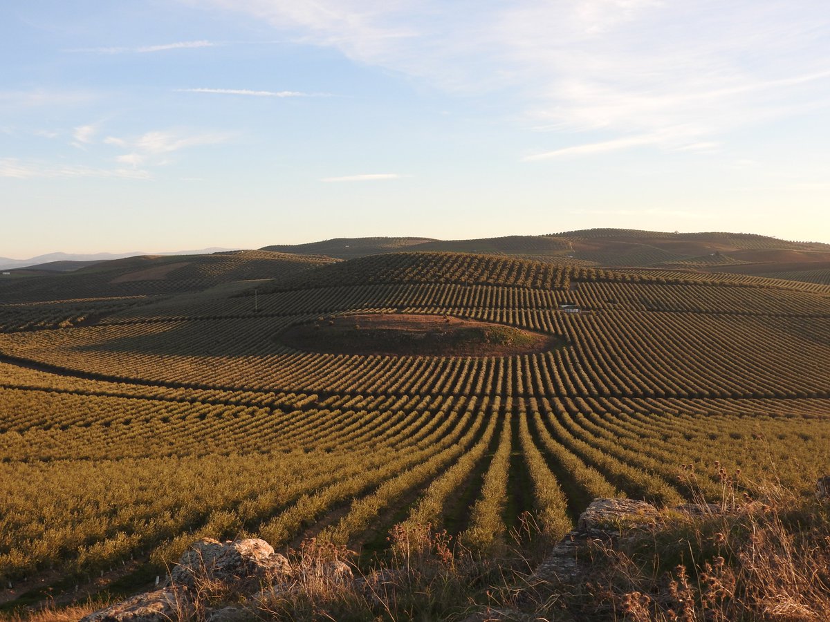 Algo está pasando en la campiña andaluza. La agricultura industrializada, superintensiva, transforma el paisaje y lo convierte en una fábrica de alimentos, obviando su papel como sustento de la biodiversidad.  Imágen de un olivar superintensivo en #CastrodelRio, #CordobaEsp .