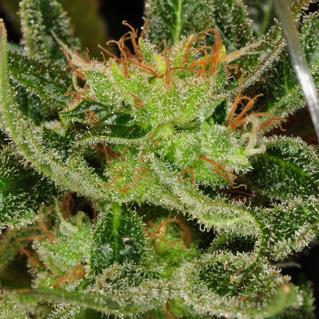 Frosted Leaf tweet media