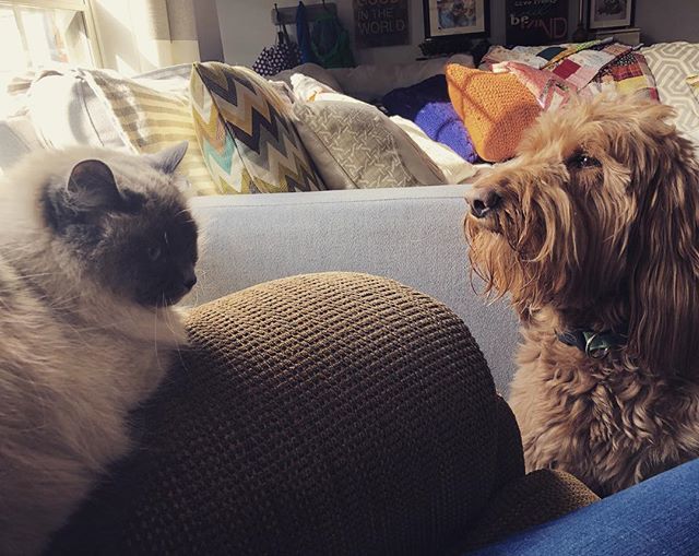 middleplaces's tweet photo. That sweet pooch in exercising soo much restraint and the cat so much bravery. #theyarebothalittlejealous 😂 https://t.co/AqPPz9Ij0t https://t.co/PzwPMgJfhh