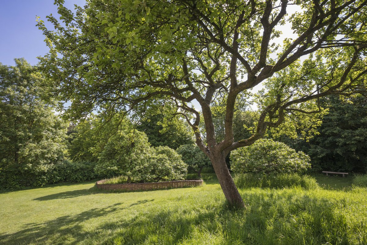 Newton's apple tree in the garden at Woolsthorpe in summer.