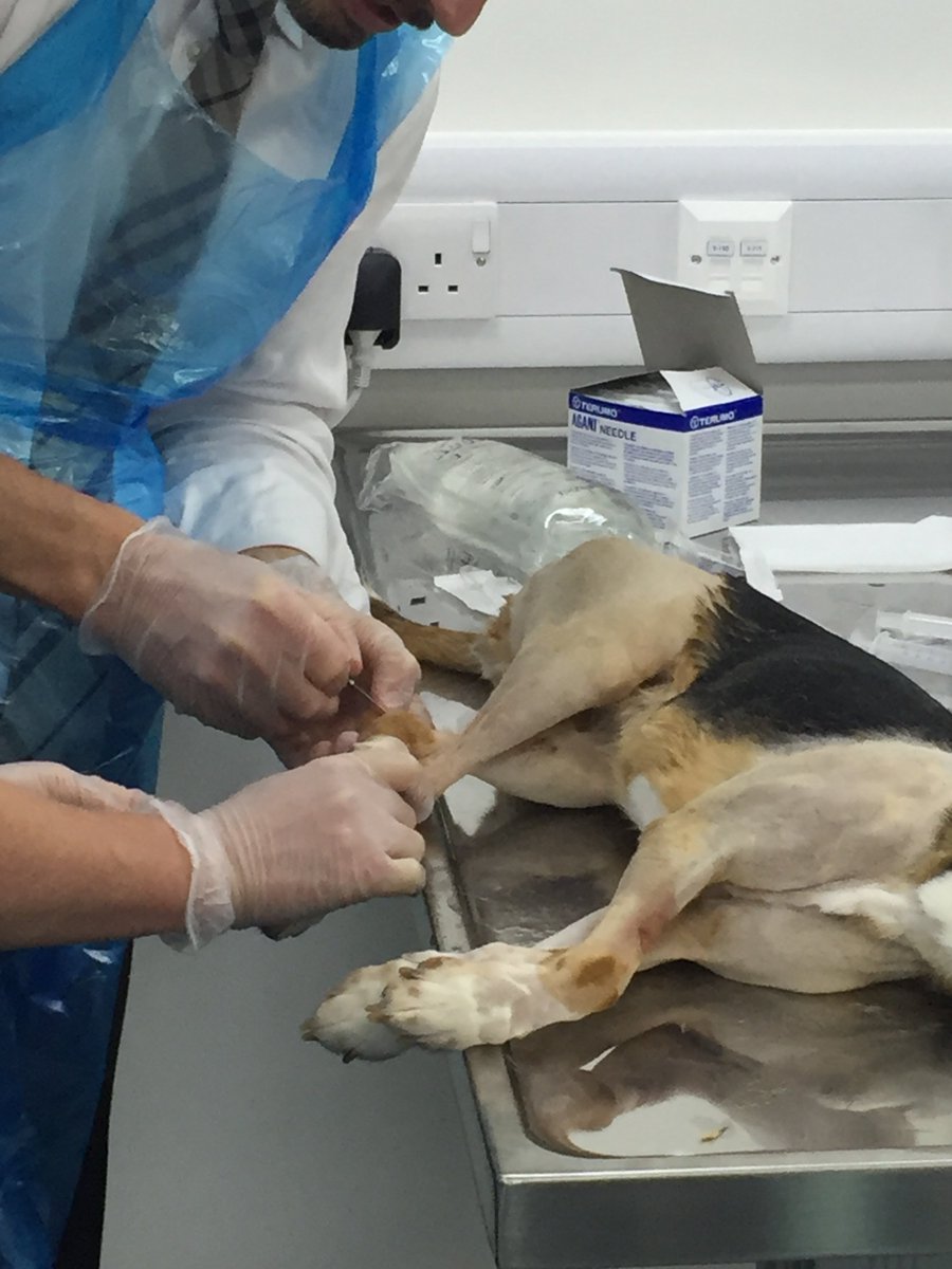 AnimalOracleCom's tweet image. Regenerative Medicine Practical Course - Learn Facts and Fiction - Plus Professions Help YOU Inject Joints - mailchi.mp/vbsdirect-info…