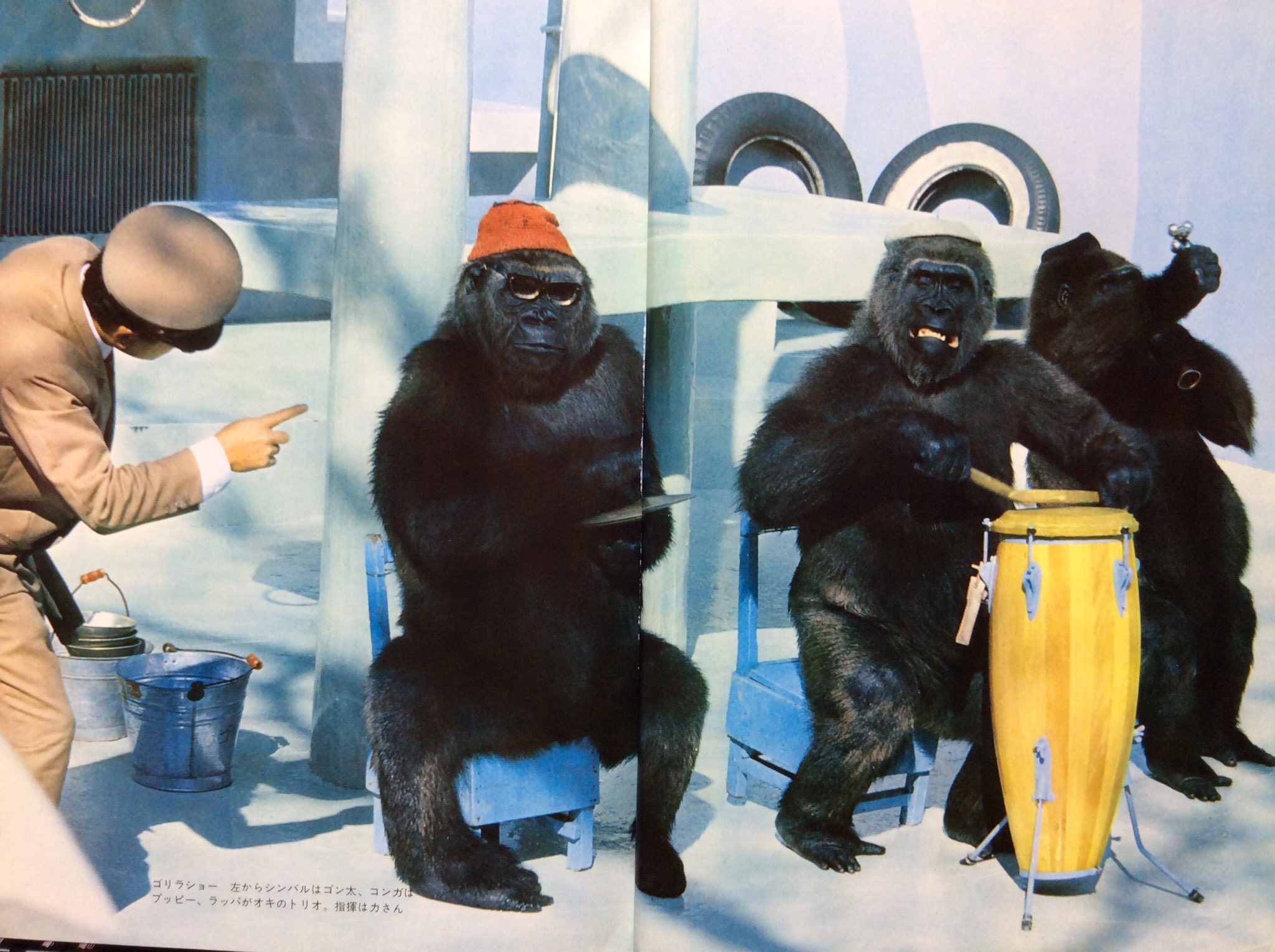 自然誌古典文庫d室 ゴリラを育てる 浅井力三 大石孝 撮影 昭和42年5月 毎日新聞社刊 B5判151頁 この時代の東山動物園をリアルタイムで体験できた事は本当にラッキーだったと思うほどゴンタ オキ プッピーの三頭のゴリラショーは脳裏に焼きついている