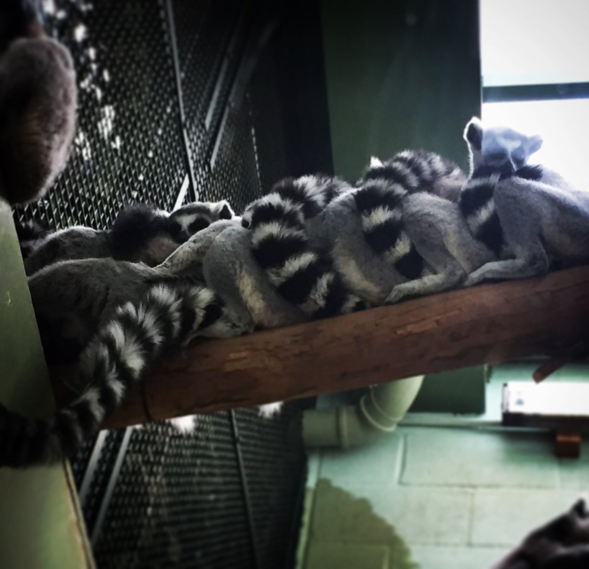 Lemur love at @BristolZooGdns featured in tonight’s #animalsafterdark
