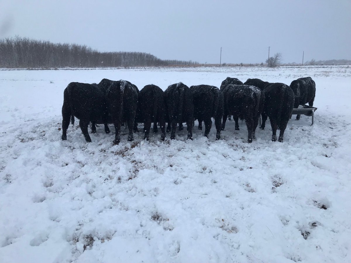 BradAtkinson05's tweet image. Little chilly feeding bulls yesterday in Western Oklahoma! ⁦@AngusAssoc⁩ #angus #bulls