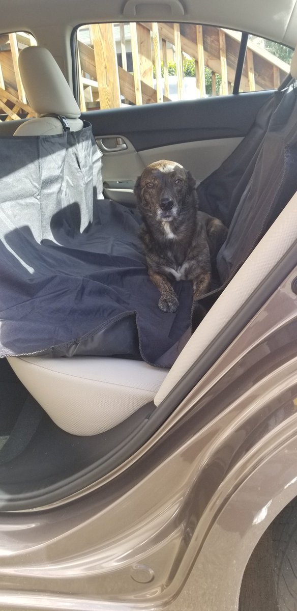 ashimer2015's tweet photo. Gotta protect the new car from all her dog hair. @MajesticPet #dogmomlife #drivingmissdaisy https://t.co/nl5gSXc66d