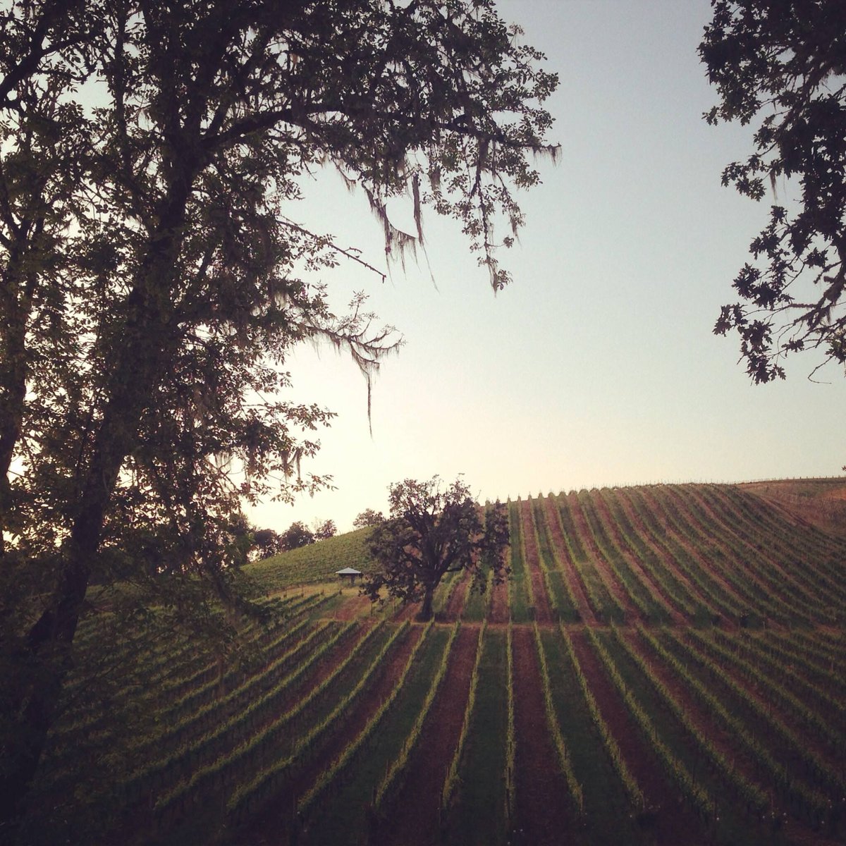 Cellar 503 tweet media